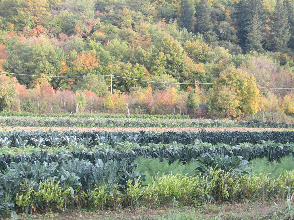 Cavolo nero, campo coltivato da Azienda Agricola Il Fontanaccio a Montale Pistoia