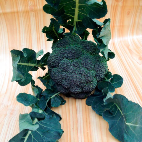 Broccoli freschi di stagione, prodotti da Azienda Agricola Il Fontanaccio