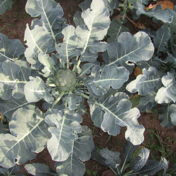 Broccolo in terra, Azienda Agricola Il Fontanaccio a Montale Pistoia