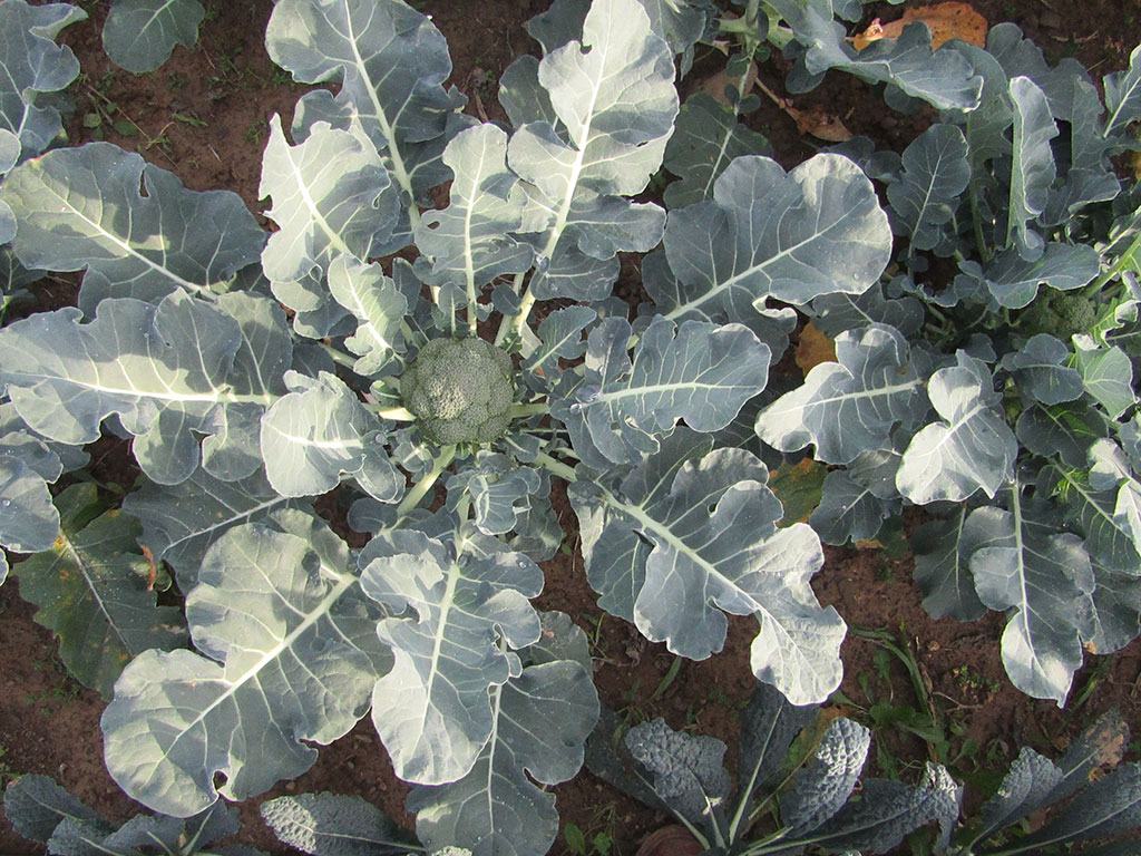 Broccolo in terra, Azienda Agricola Il Fontanaccio a Montale Pistoia