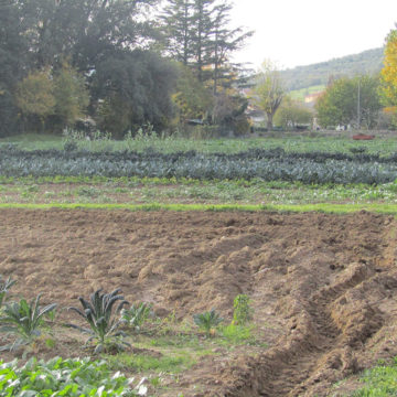 Foto terreno dell'Azienda Agricola Il Fontanaccio a Montale Pistoia