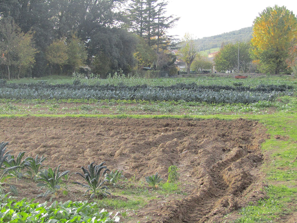 Foto terreno dell'Azienda Agricola Il Fontanaccio a Montale Pistoia